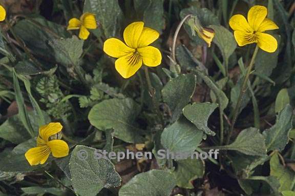 viola purpurea ssp quercetorum 5 graphic